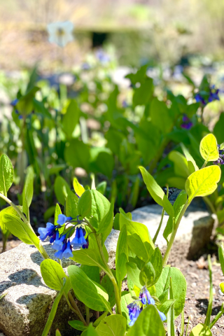 Springtime in Full Bloom