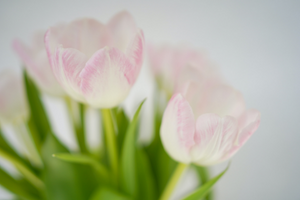 Ring in Spring with April’s New Beginnings