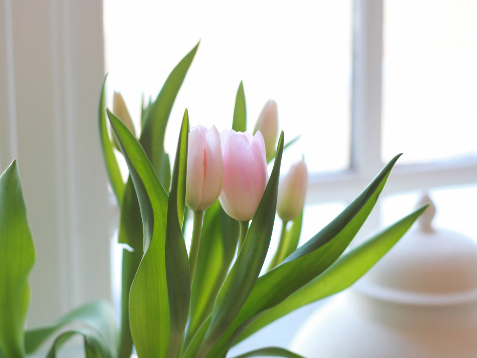 Brighten February with Light and Love