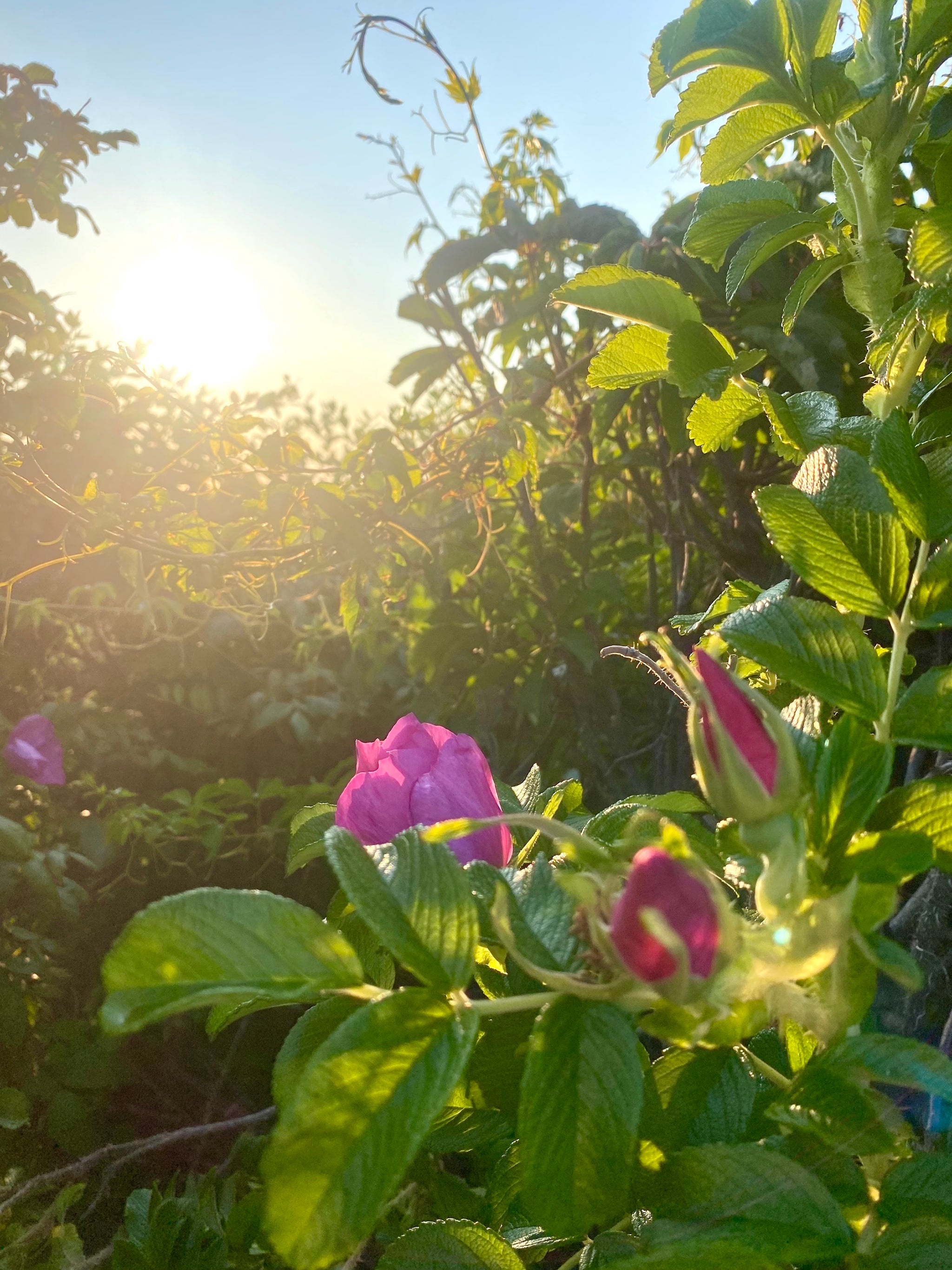 Here Comes High Summer