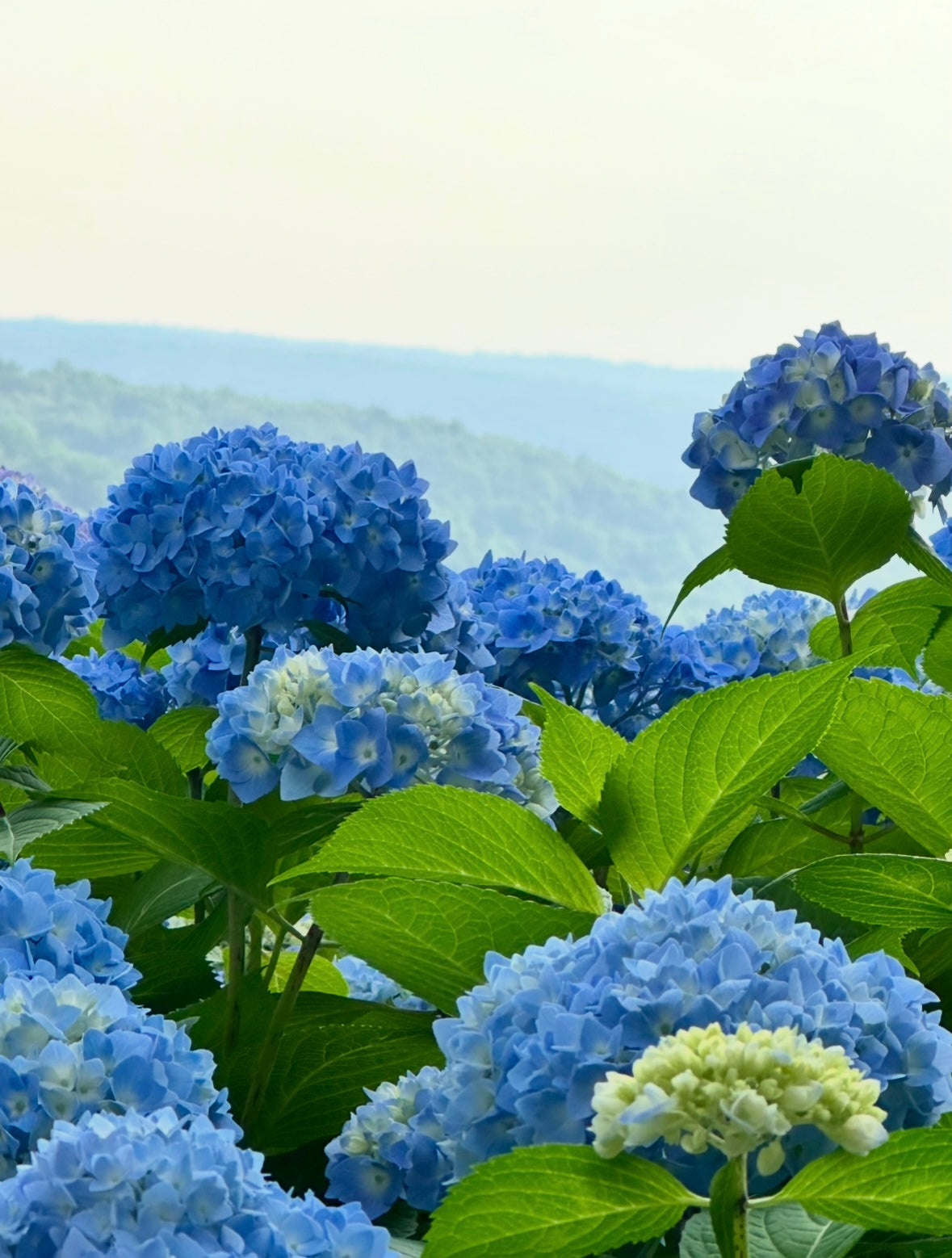 The Essence of Summer