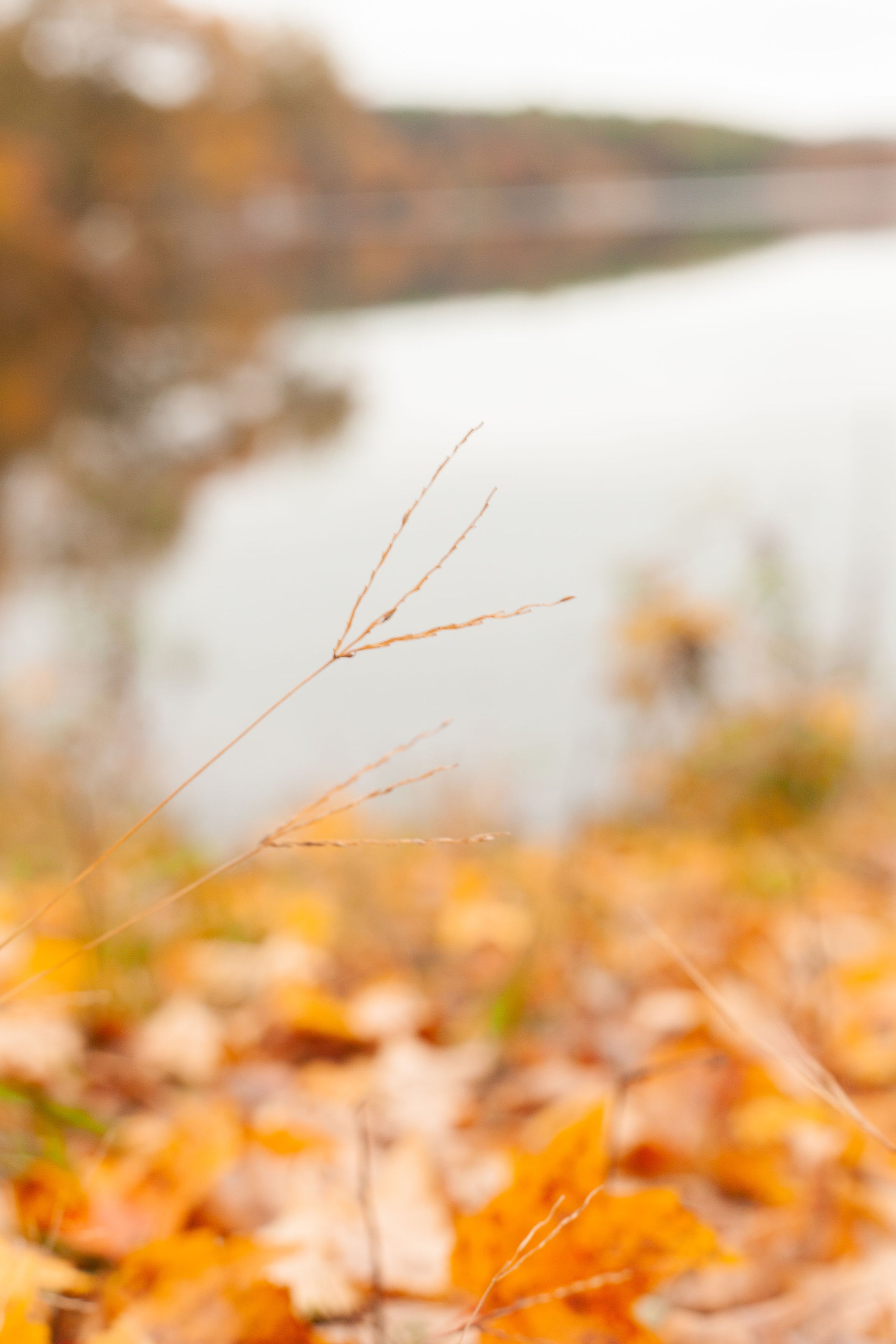 November Notes on Gatherings and Gratitude