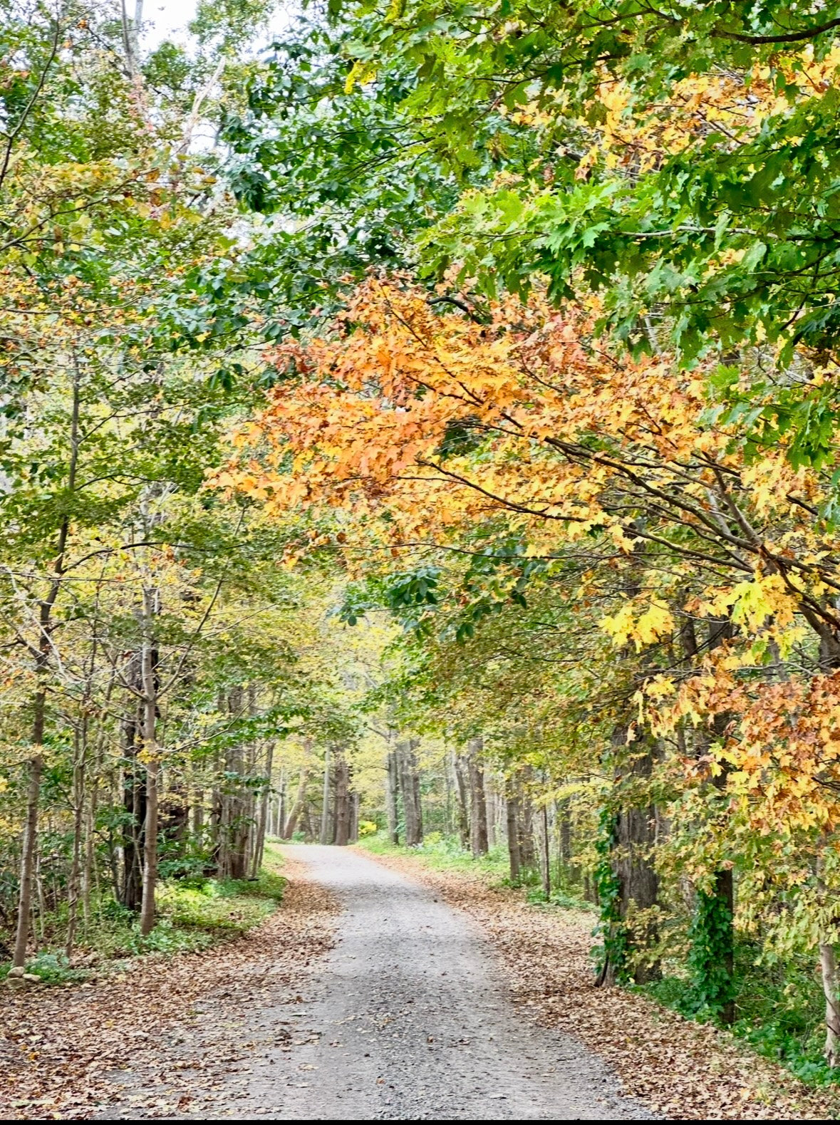 Fall in Love with Autumn