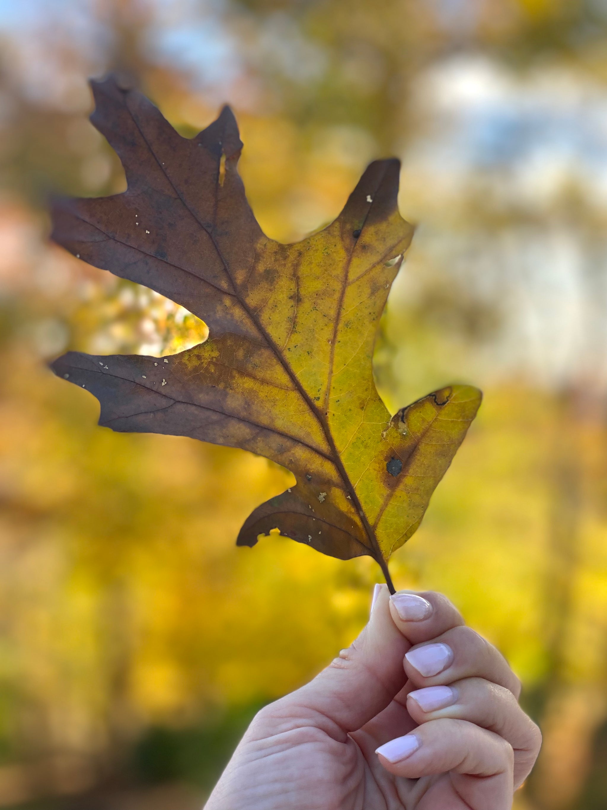 A Season to Gather and Give Thanks