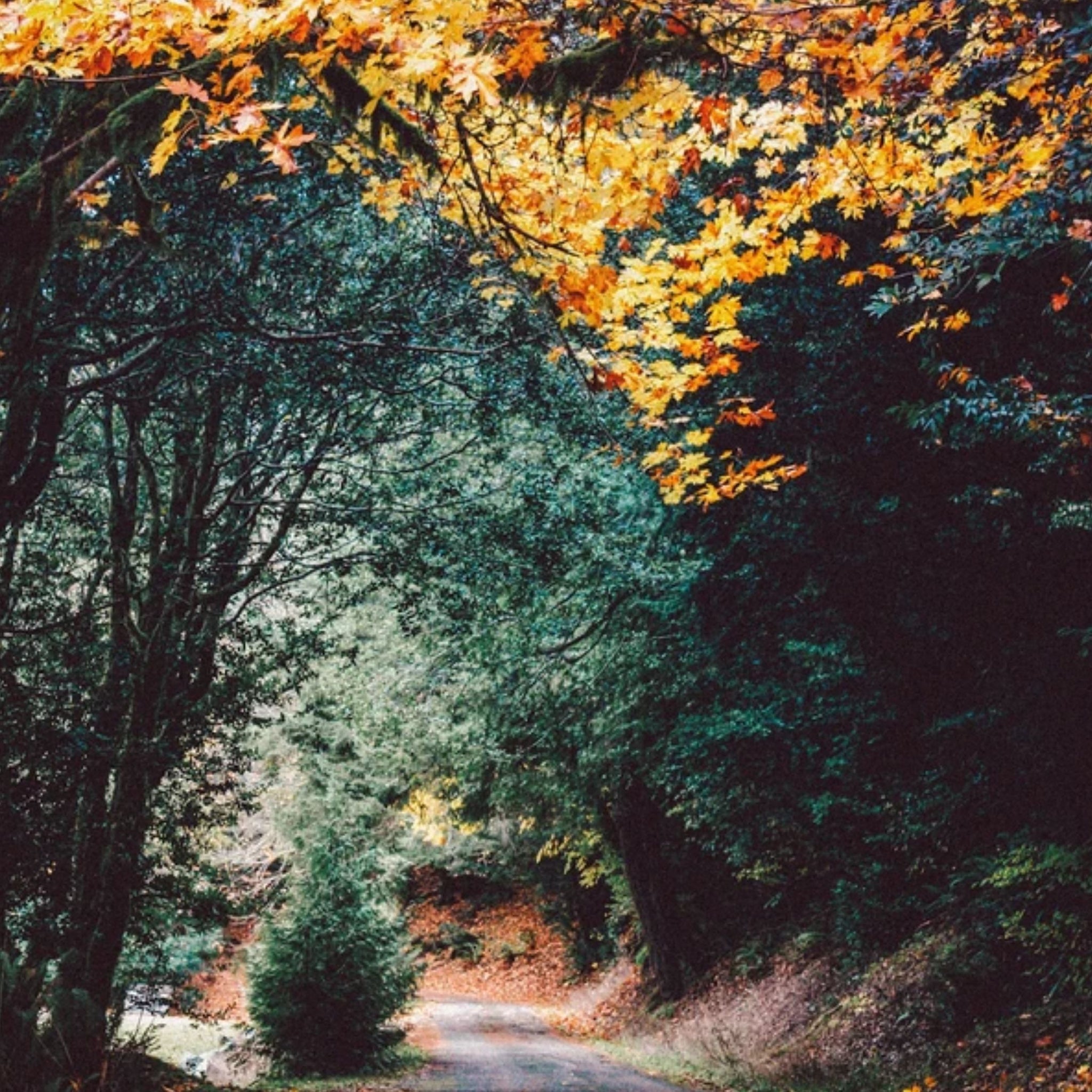 Create a Cozy Oasis in October